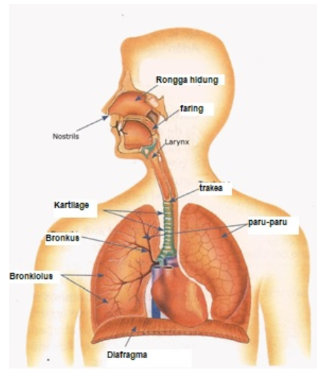 Gambar Organ Sistem Pernapasan