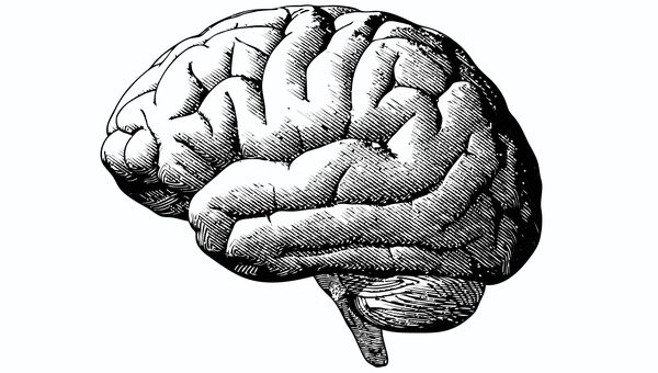 Gambar Otak Hitam Putih Jpg