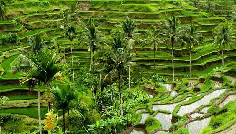 Gambar Pemandangan Alam Di Bali