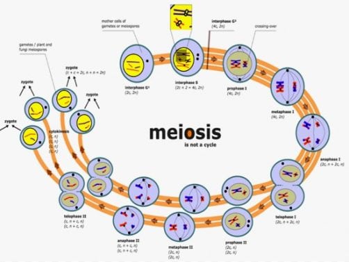 Gambar Pembelahan Meiosis Dan Mitosis