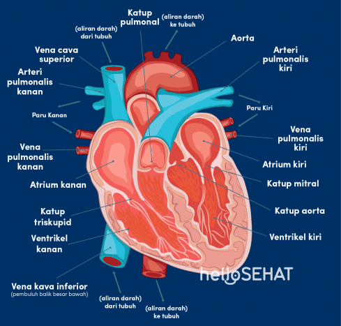 Gambar Pembuluh Darah Jantung