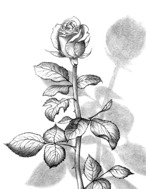 Gambar Pensil Bunga Mawar
