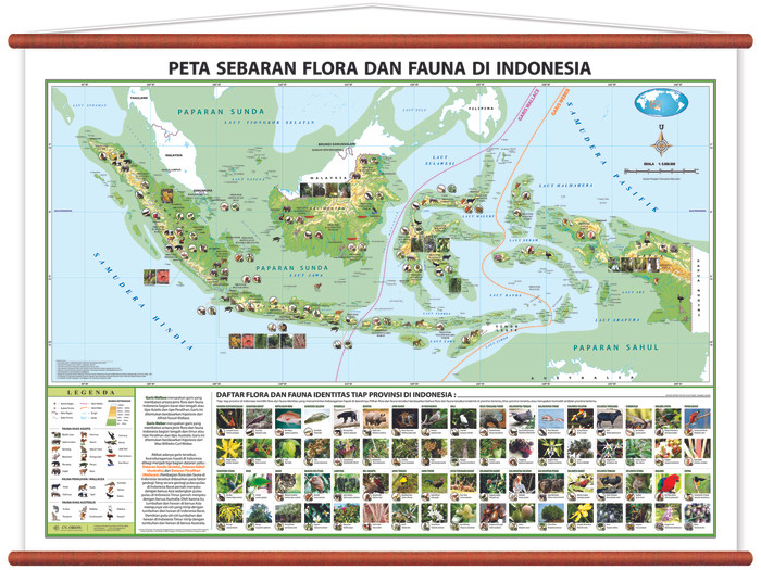 Gambar Penyebaran Fauna Di Indonesia