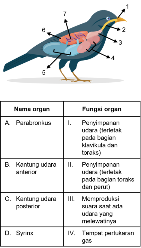 Gambar Pernapasan Pada Burung