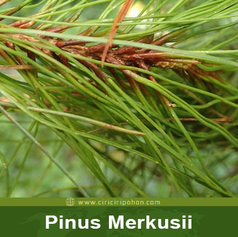 Gambar Pinus Merkusii