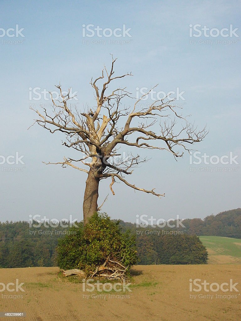 Gambar Pohon Mati
