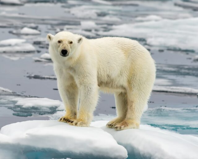 Gambar Polar Bear