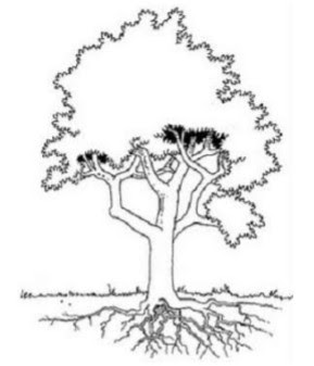 Gambar Psikotes Pohon Mangga