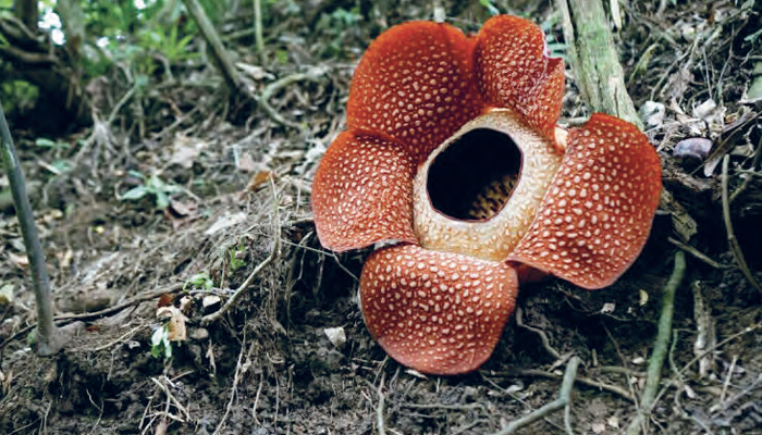 Gambar Rafflesia Arnoldi