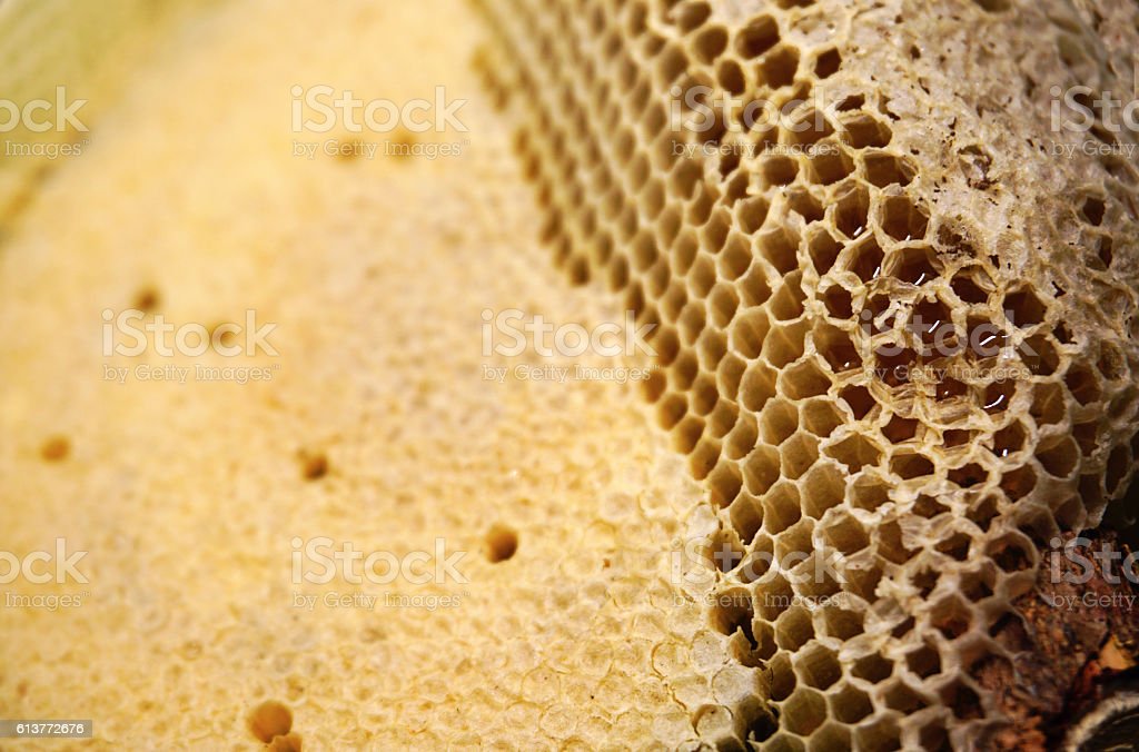 Gambar Sarang Lebah Madu