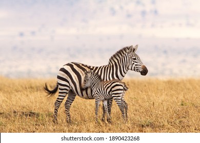 Gambar Sekelompok Zebra Kartun