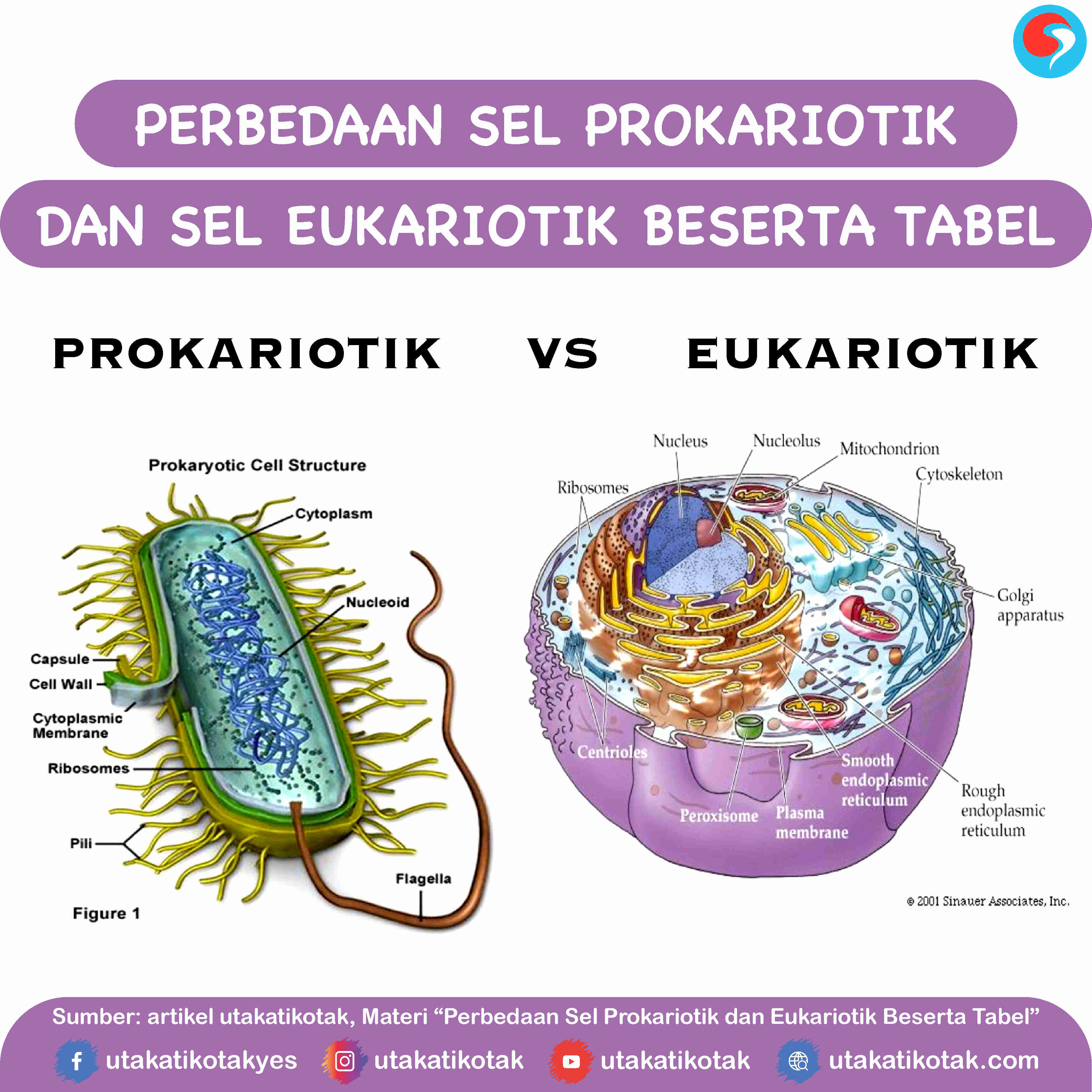Gambar Sel Eukariotik Dan Prokariotik Lengkap