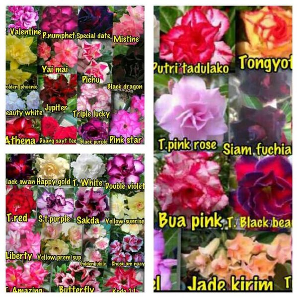 Gambar Semua Jenis Bunga
