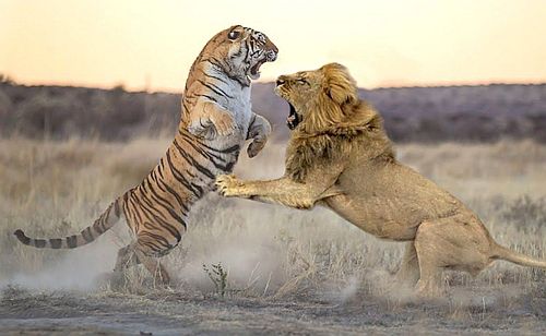 Gambar Singa Dan Harimau