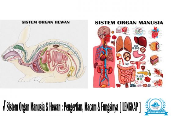 Gambar Sistem Organ Hewan