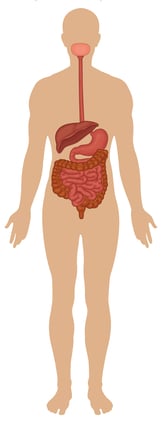 Gambar Sistem Organ Pada Manusia