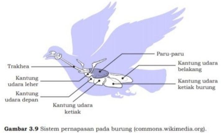 Gambar Sistem Pernapasan Pada Burung