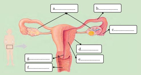 Gambar Sistem Reproduksi Wanita Dan Fungsinya