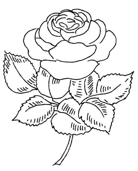Gambar Sketsa Bunga Mawar Dan Warnanya