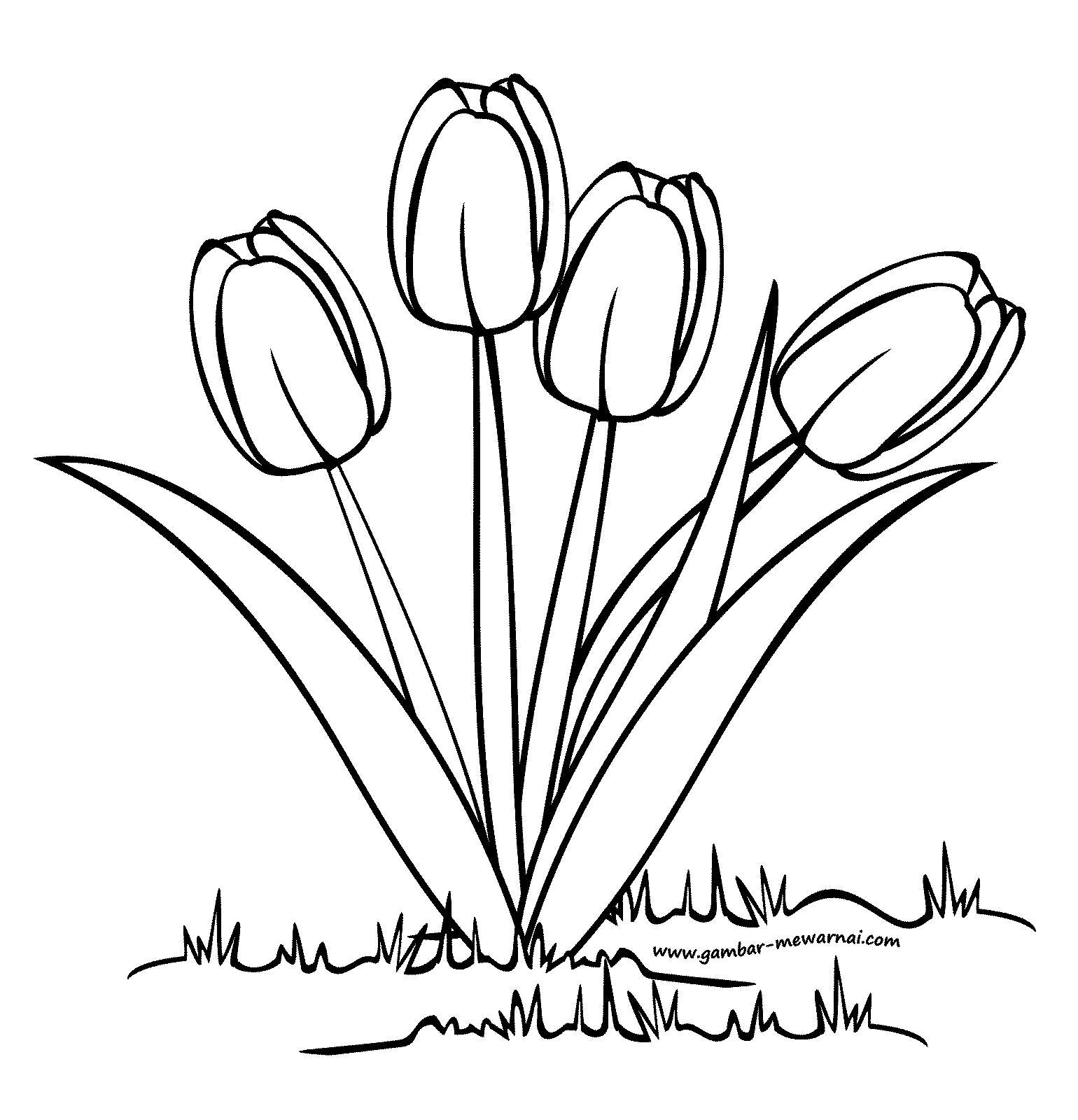 Gambar Sketsa Bunga Tulip