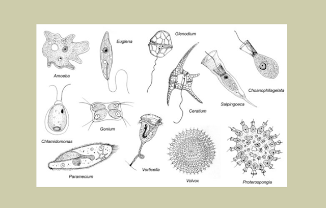 Gambar Spesis Protozoa