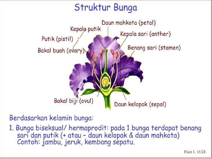 Gambar Struktur Bunga Lavender