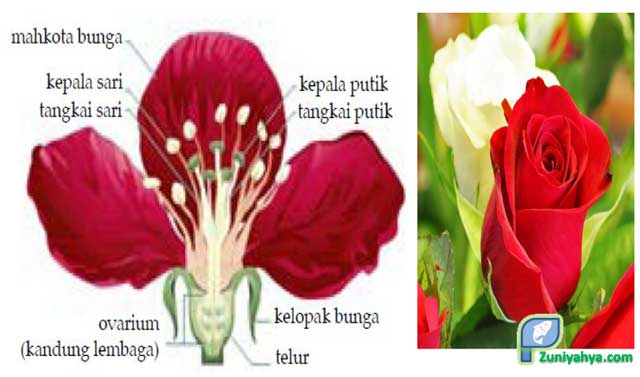 Gambar Struktur Bunga Lengkap Dengan Bagian Bagiannya