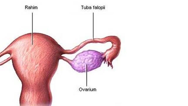 Gambar Struktur Ovarium