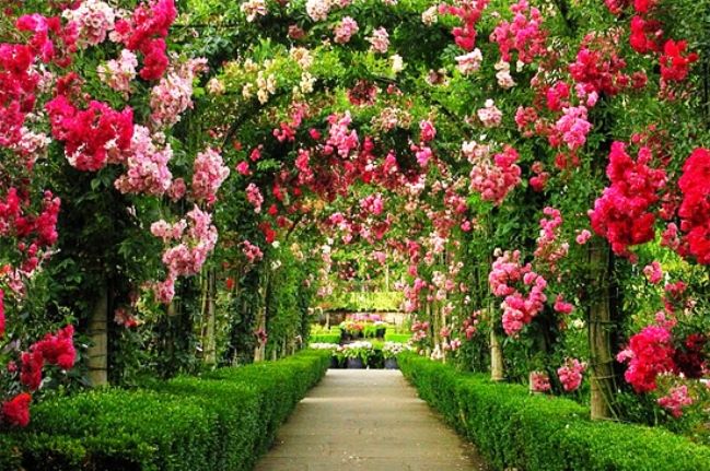 Gambar Taman Bunga Yg Cantik