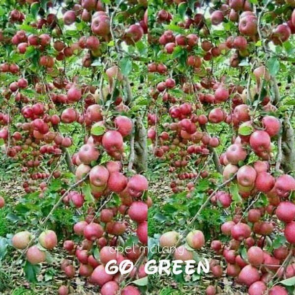 Gambar Tanaman Apel