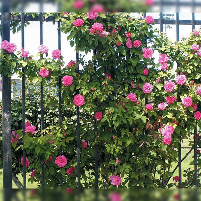 Gambar Tanaman Bunga Mawar Pink