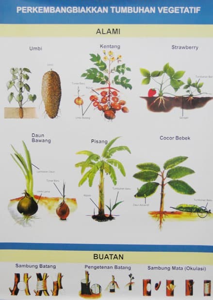 Gambar Tumbuhan Vegetatif