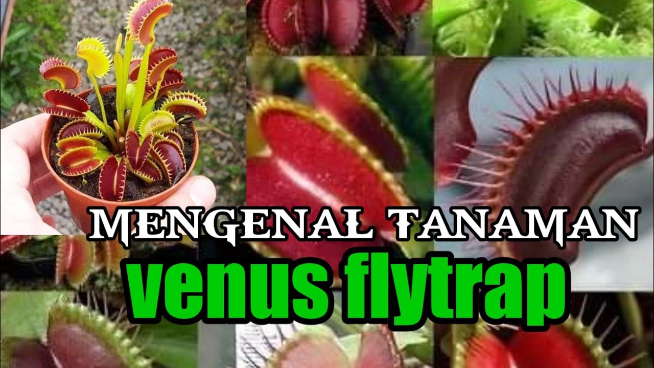 Gambar Tumbuhan Venus Flytrap