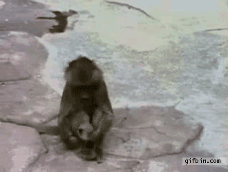 Gif Monyet