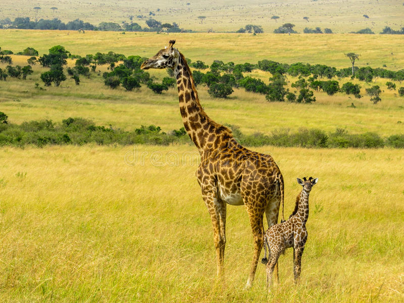 Giraff Images