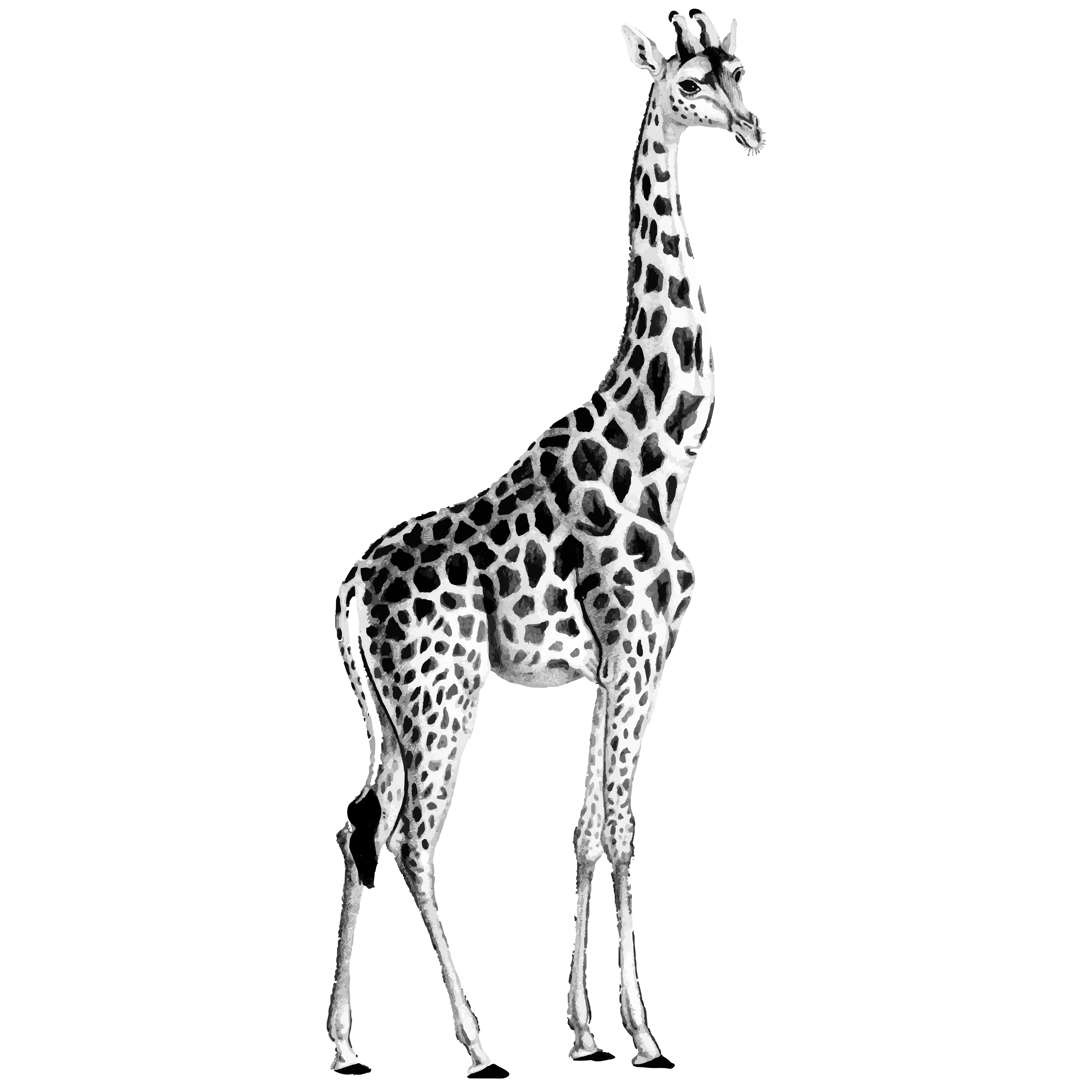 Giraffe Skizze