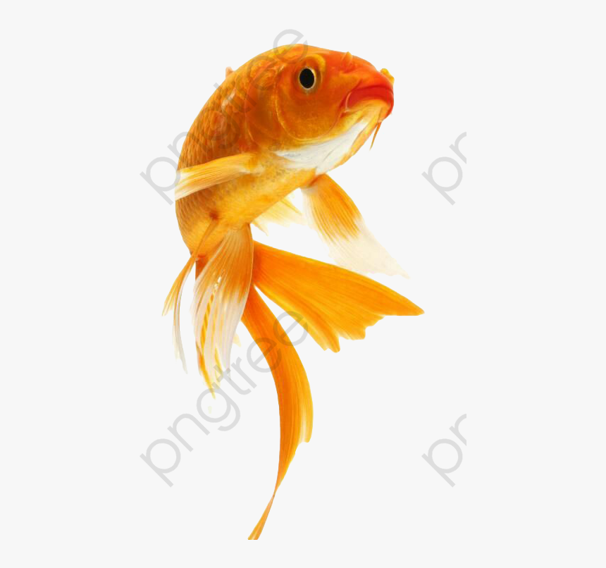 Goldfish Hd