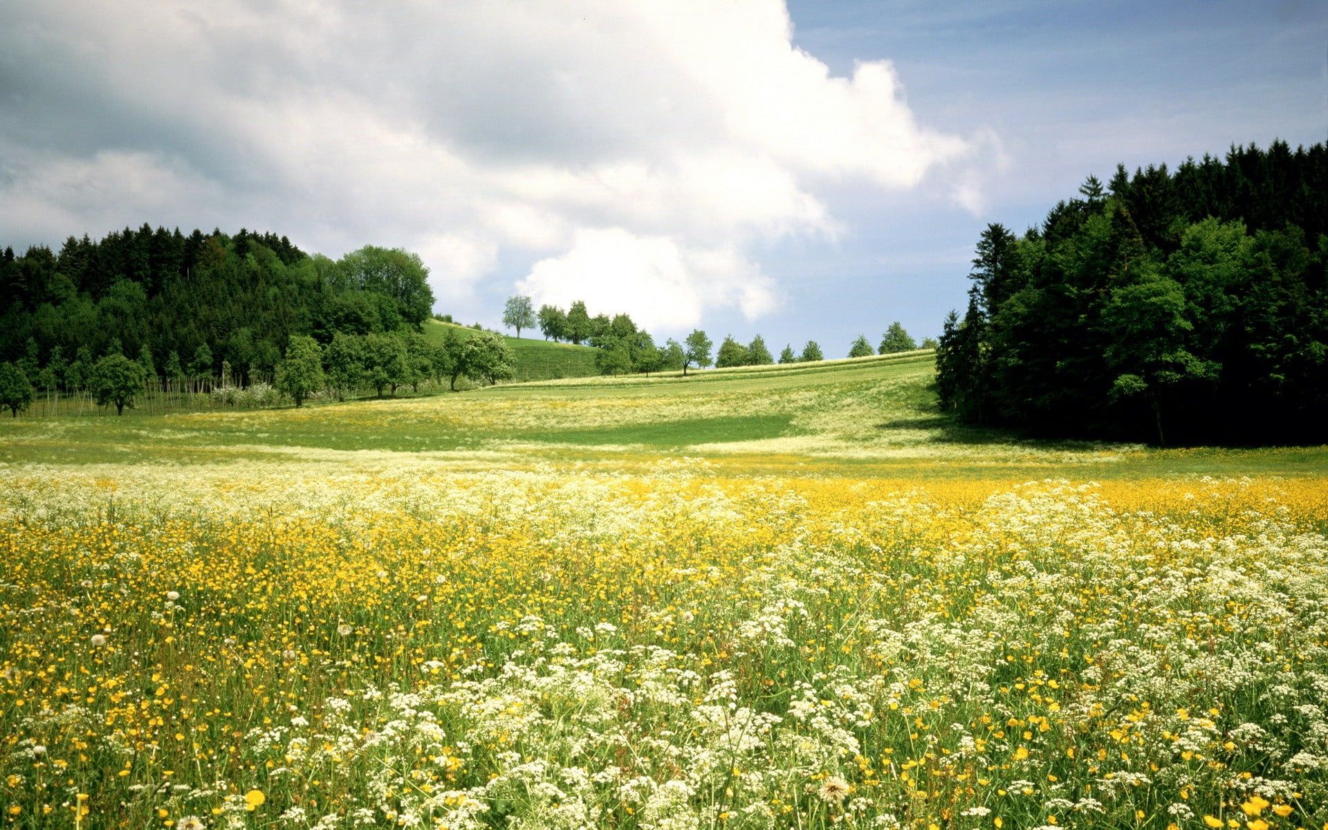 Grass Field Wallpaper