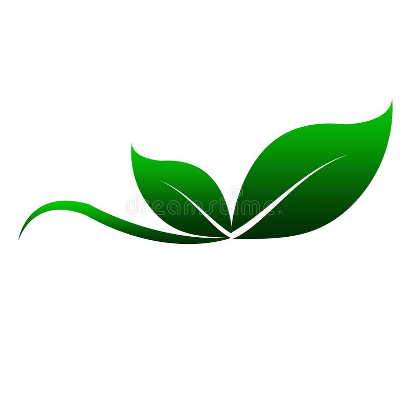 Green Leaf Image