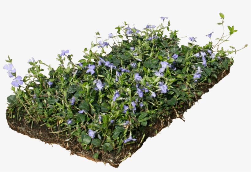 Ground Cover Png