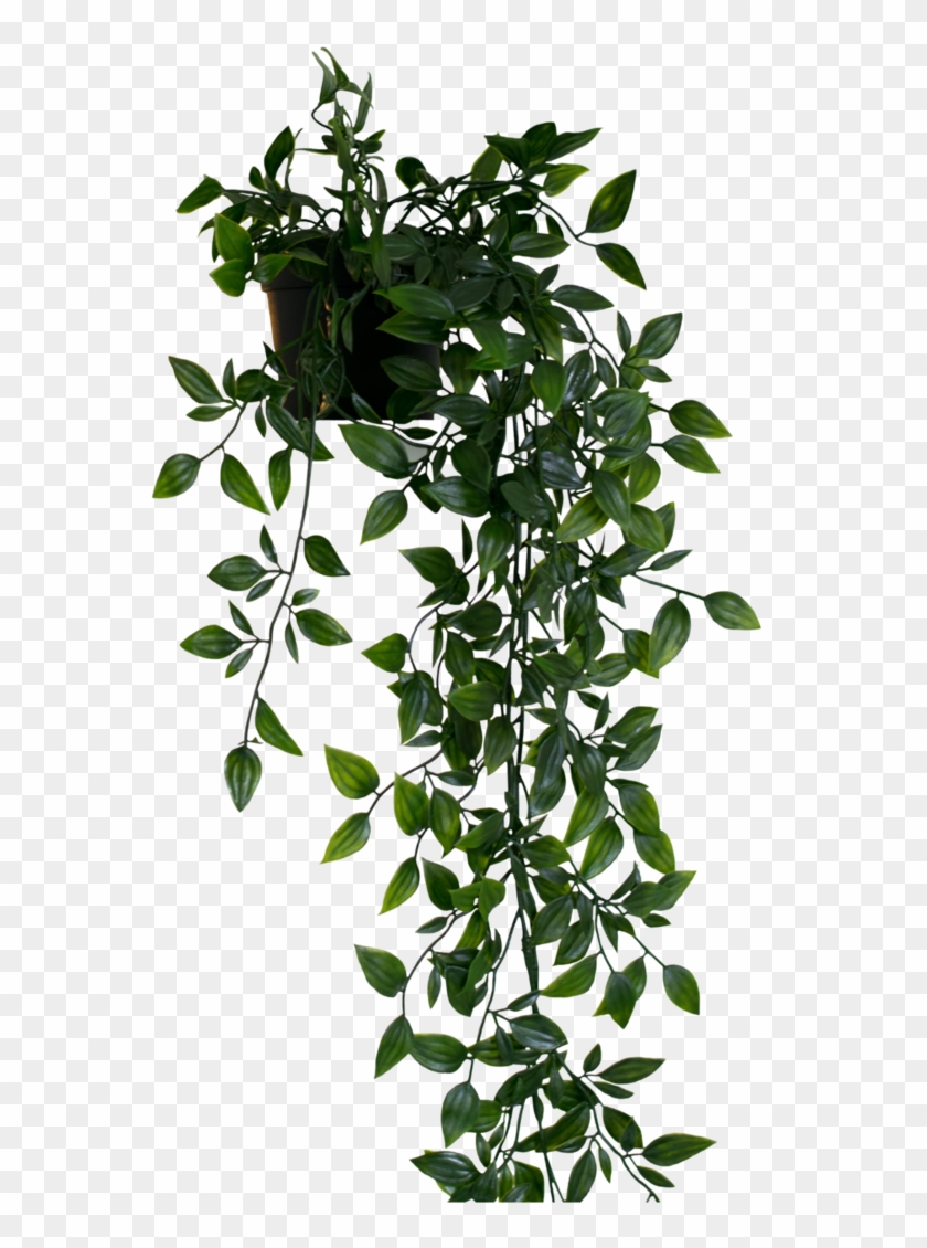 Hanging Plant Png