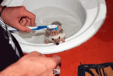 Hedgehog Dust Bath