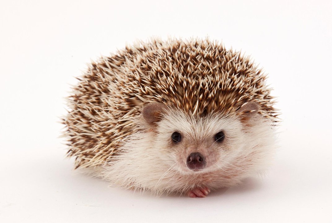 Hedgehogs Pictures