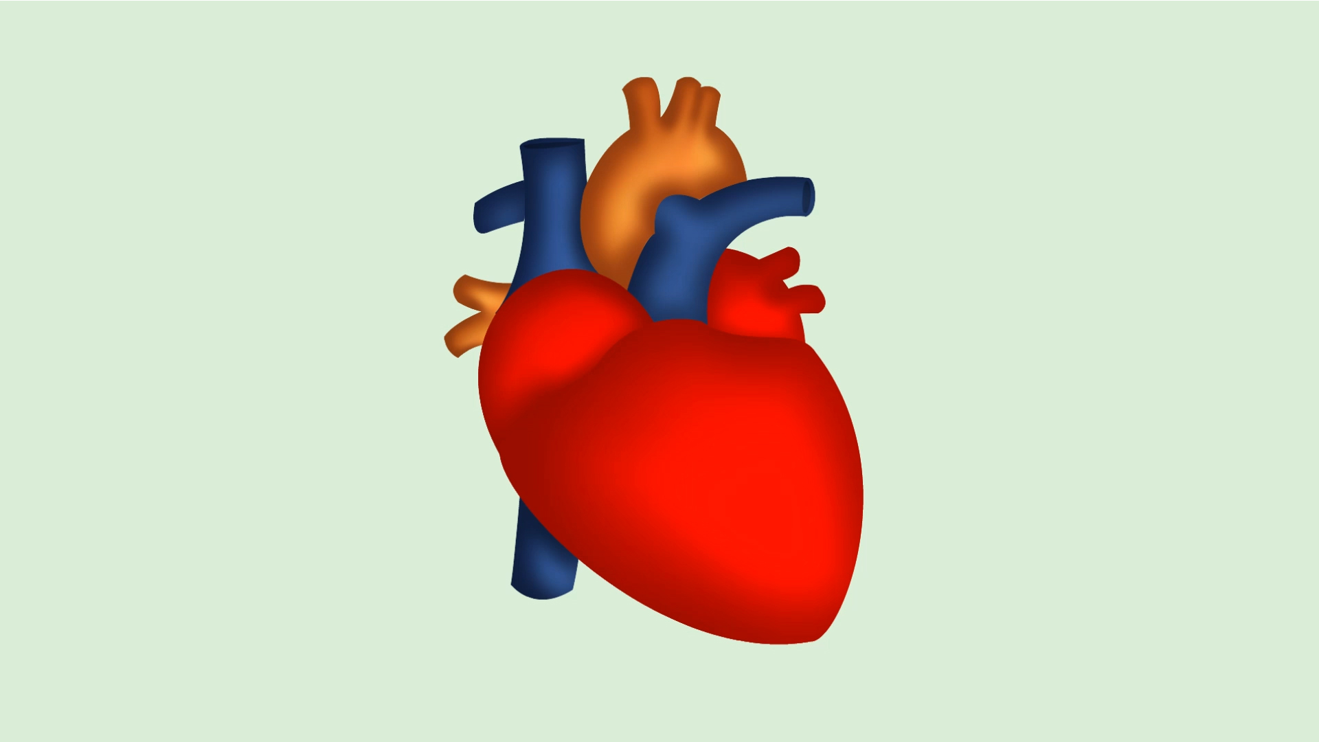 Herz Organ Zeichnung