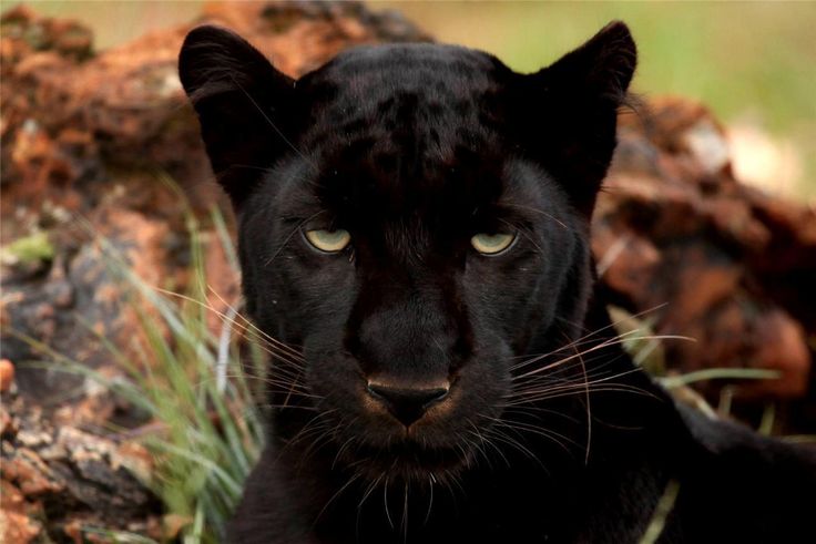 Hewan Black Panther
