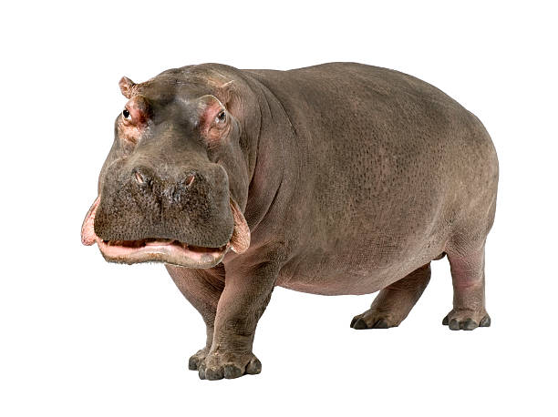 Hippopotamus Png
