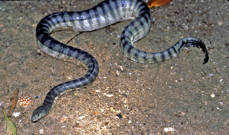 Hook Nose Sea Snake