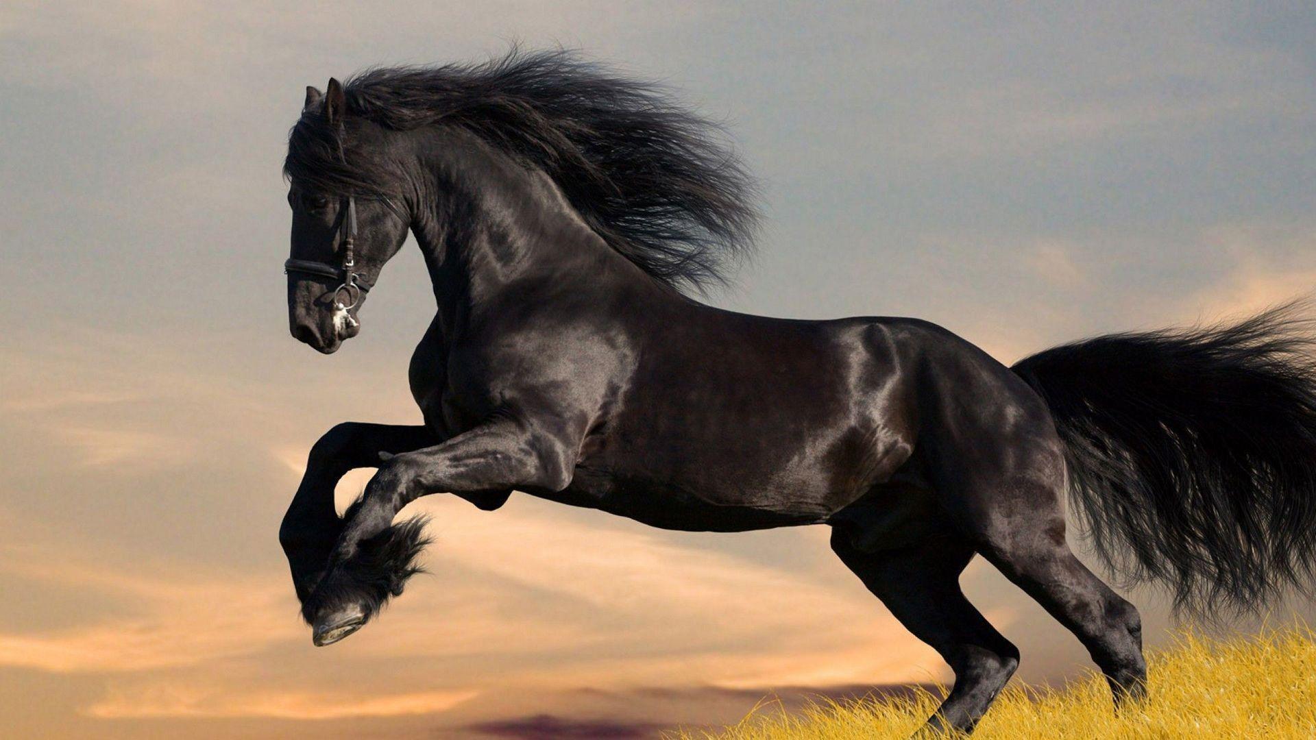 Horse Images Free