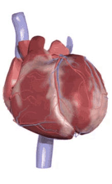 Human Heart Gif