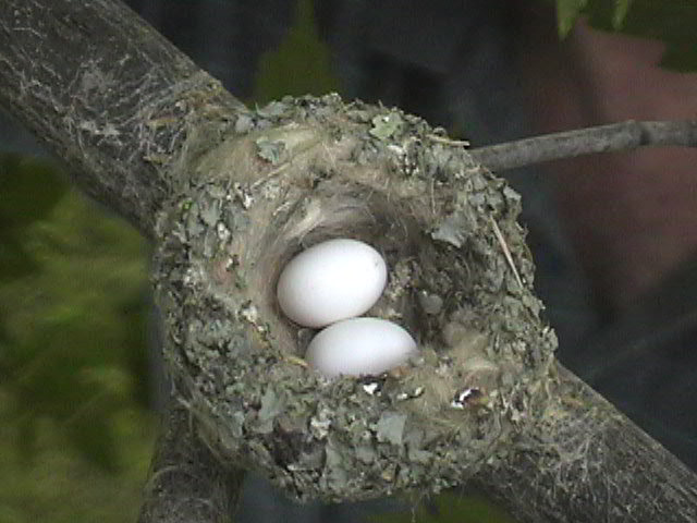 Hummingbird Nest On Peach
